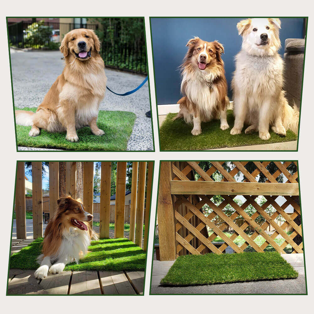 Dapper Dog Turf | Indoor Potty Solution, Easy Clean Grass Pee Pads 0