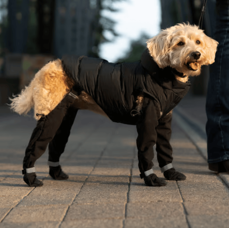 Sable Dog Boots | Water-Resistant, Adjustable Fit for Winter 2