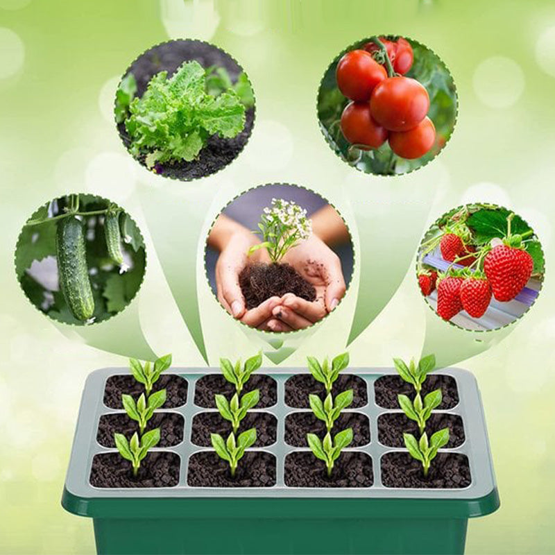 Seda Seed Starter Tray | Grow Light Included 6
